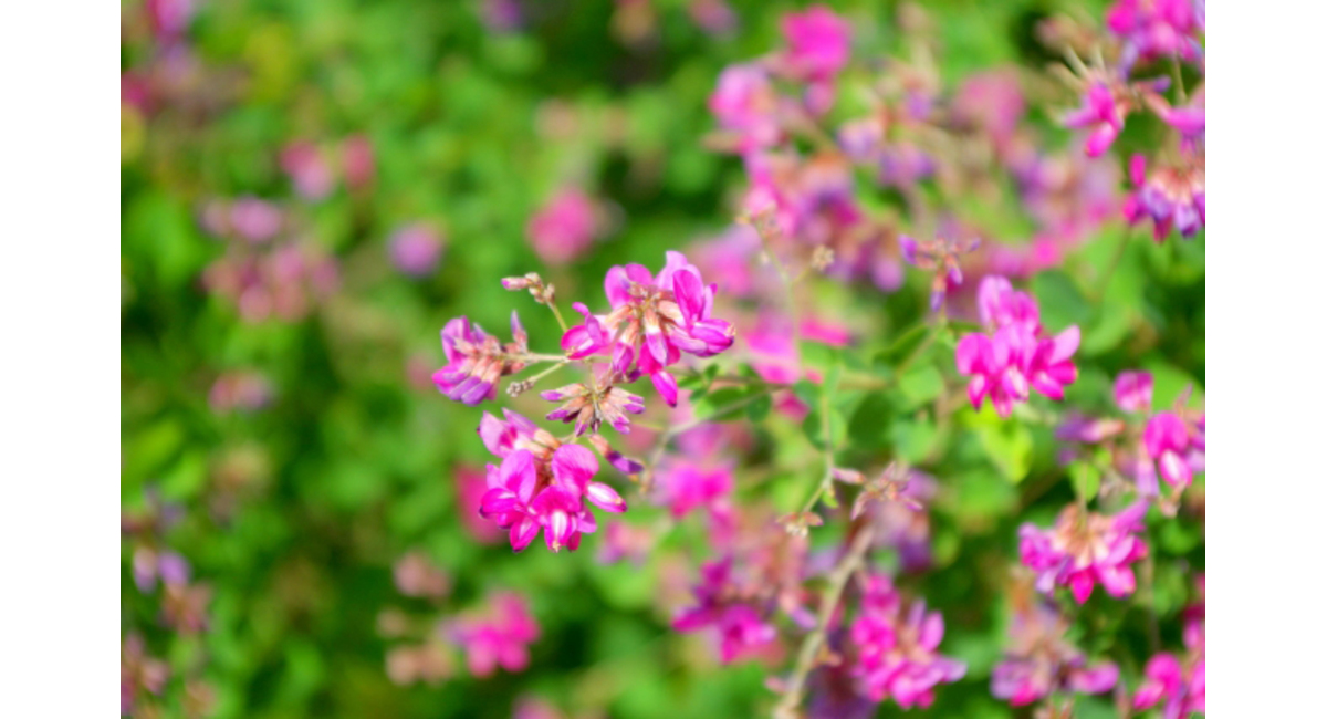 明日の花言葉 10月1日 花屋を銀座でお探しならkt Flowerへ 銀座の花屋のkt Flowerのブログをご覧下さい