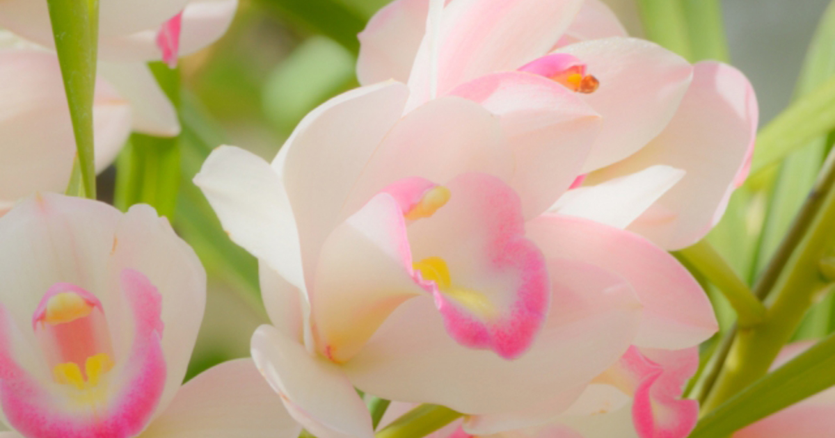 明日の花言葉 11月7日 花屋を銀座でお探しならkt Flowerへ 銀座の花屋のkt Flowerのブログをご覧下さい