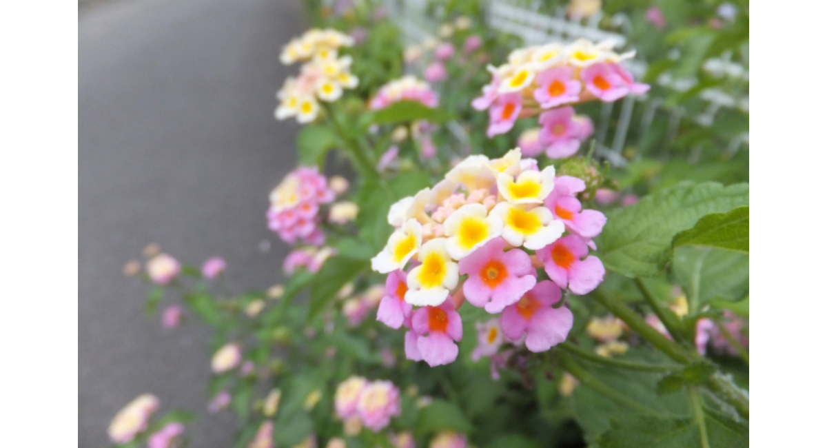 明日の花言葉 11月9日 花屋を銀座でお探しならkt Flowerへ 銀座の花屋のkt Flowerのブログをご覧下さい