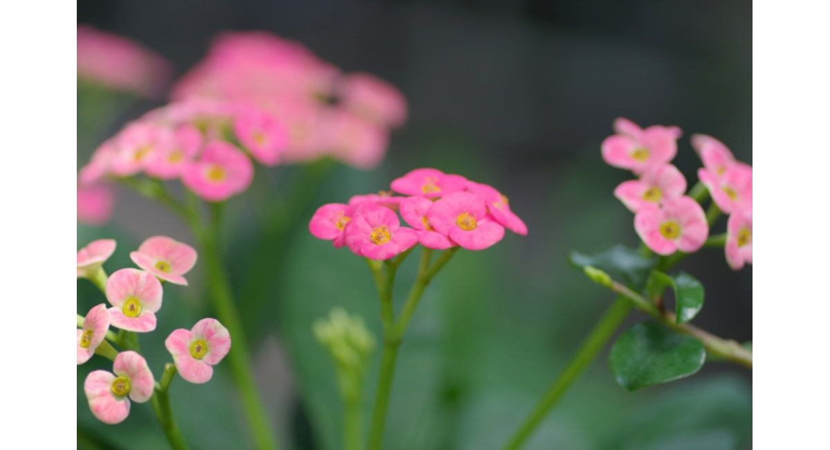 花屋を銀座でお探しならKT.Flowerへ　花言葉　誕生花　ハナキリン