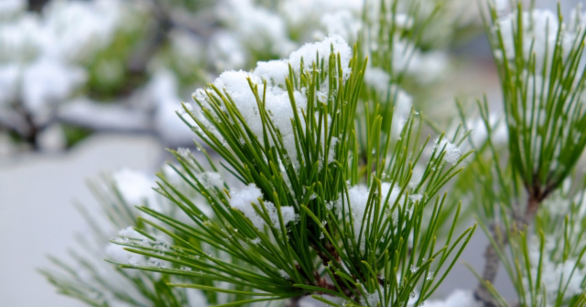 明日の花言葉 12月14日 花屋を銀座でお探しならkt Flowerへ 銀座の花屋のkt Flowerのブログをご覧下さい