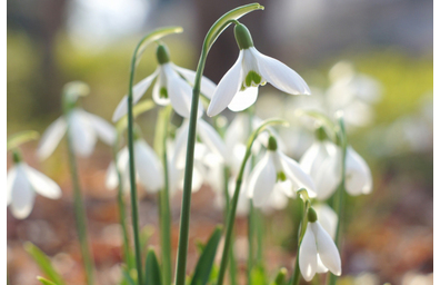 花屋を銀座でお探しならKT.Flowerへ　花言葉　誕生花　スノードロップ