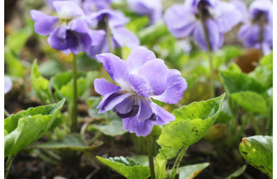 花屋を銀座でお探しならKT.Flowerへ　花言葉　誕生花　スミレ