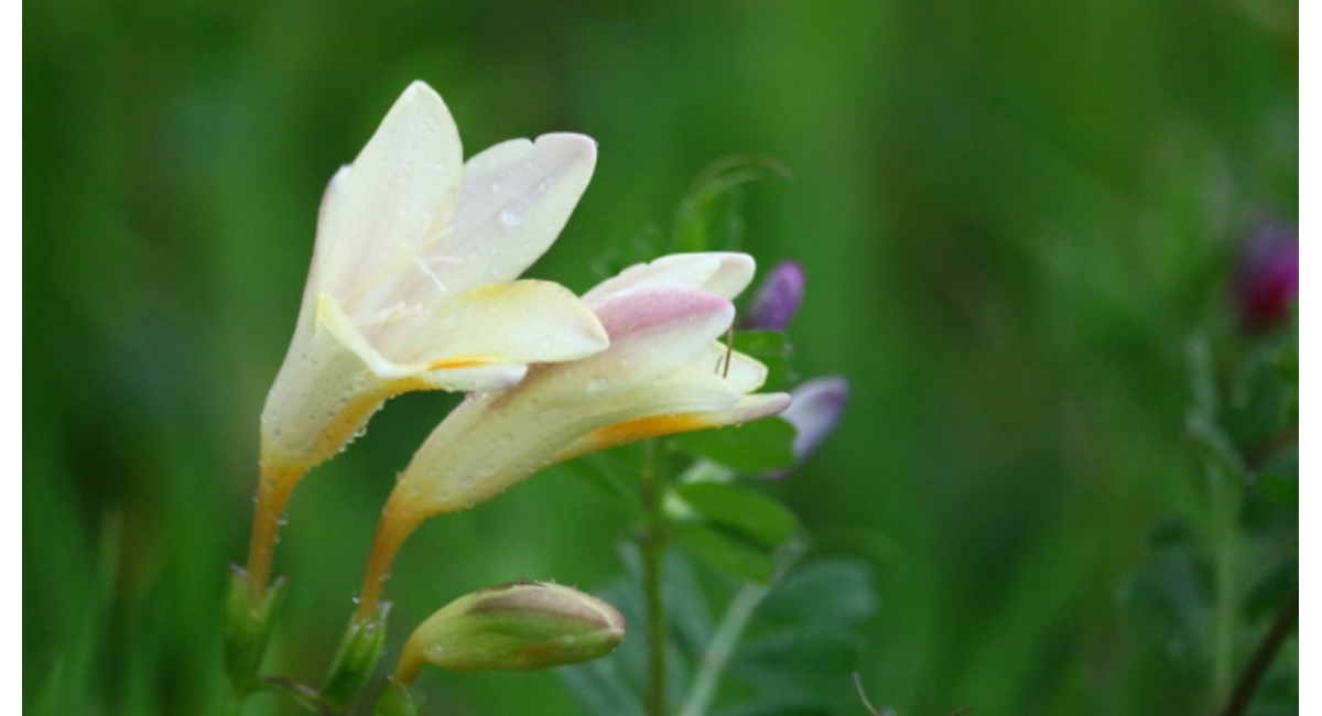 フリージア 花 言葉 花言葉 はなことば