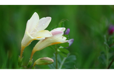 花屋を銀座でお探しならKT.Flowerへ　花言葉　誕生花　フリージア