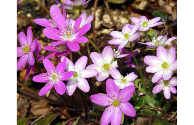 花屋を銀座でお探しならKT.Flowerへ　花言葉　誕生花　ミスミソウ