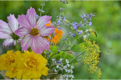 季節の花