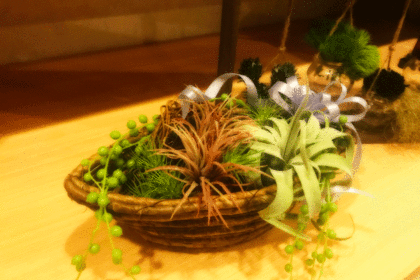 銀座の花屋KT.Flowerのギフト　エアプランツ