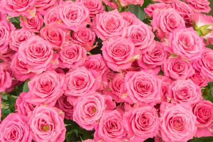 銀座の花屋KT.Flowerのギフト　【バラ】