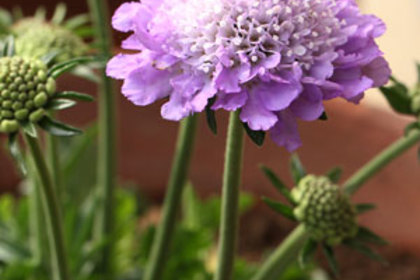 銀座の花屋KT.Flowerのギフト　スカビオサ
