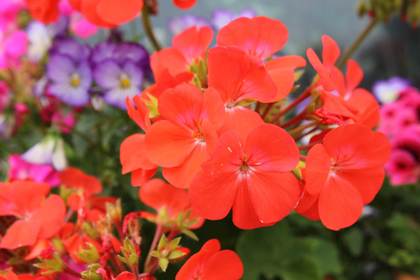 銀座の花屋KT.Flowerのギフト　ゼラニウム