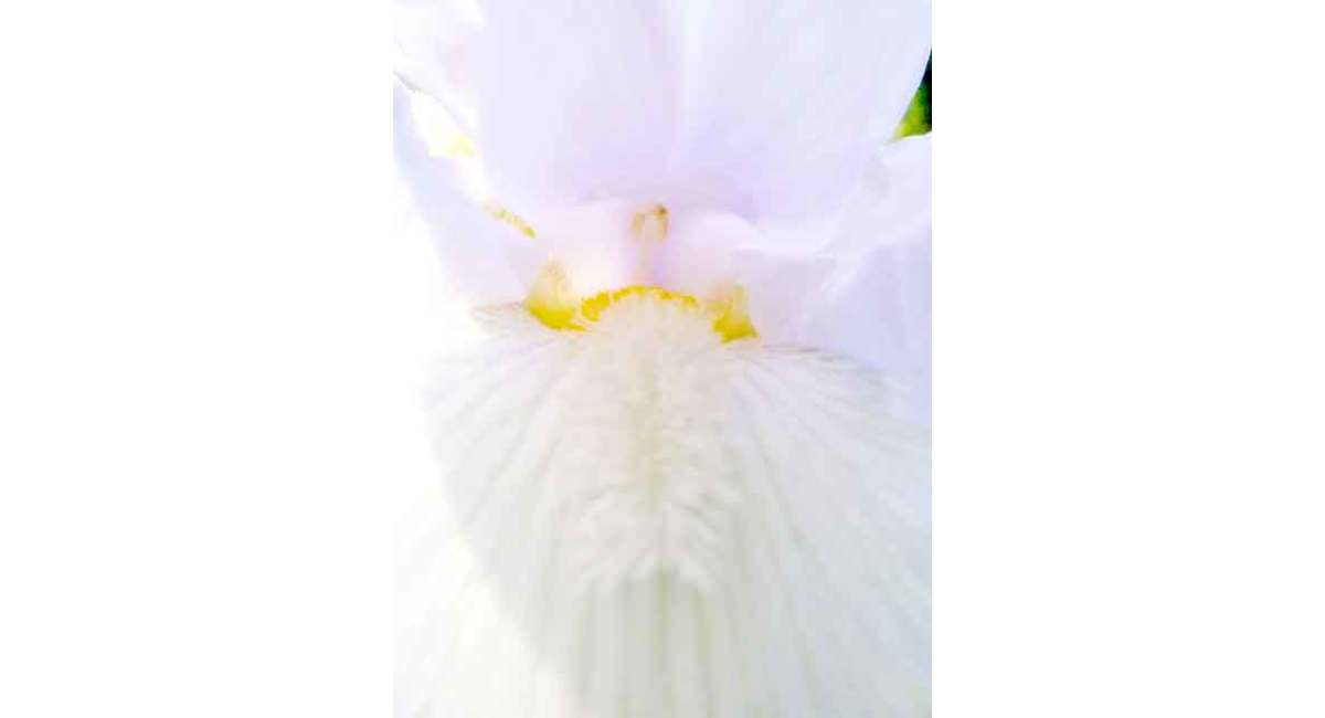 銀座の花屋KT.Flowerのギフト　ジャーマンアイリス