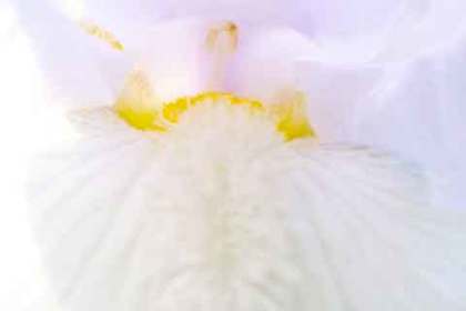 銀座の花屋KT.Flowerのギフト　ジャーマンアイリス