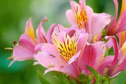 銀座の花屋KT.Flowerのギフト　【花言葉】アルストロメリア