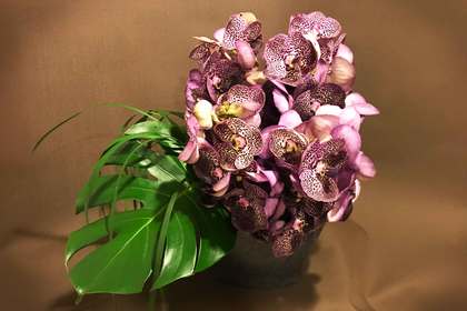 銀座の花屋KT.Flowerのギフト　【バンダのアレンジメント】