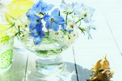 銀座の花屋KT.Flowerのギフト　【デルフィニウム】