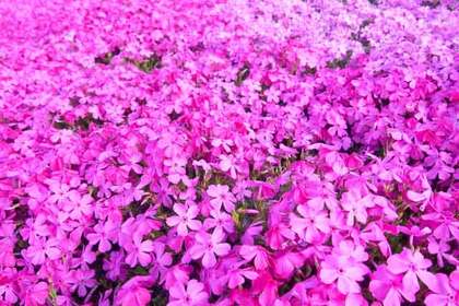 銀座の花屋KT.Flowerのギフト　シバザクラ