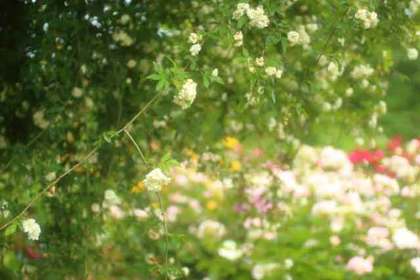 銀座の花屋KT.Flowerのギフト　【モッコウバラ】