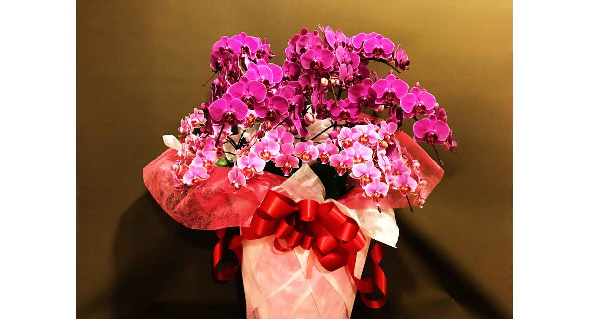 銀座の花屋KT.Flowerのギフト　【胡蝶蘭】