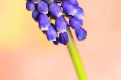 銀座の花屋KT.Flowerのギフト　【ムスカリ】