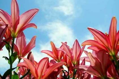 銀座の花屋KT.Flowerのギフト　【スカシユリ】