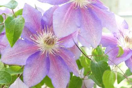 銀座の花屋KT.Flowerのギフト　【クレマチス】