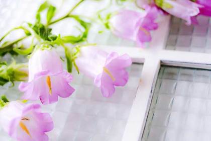 銀座の花屋KT.Flowerのギフト　カンパニュラ