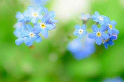 銀座の花屋KT.Flowerのギフト　ワスレナグサ