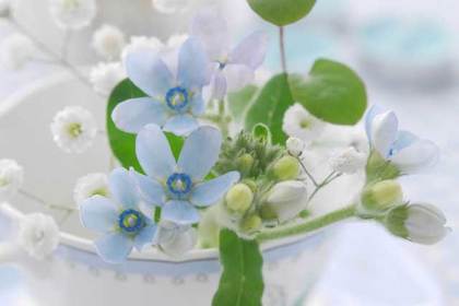 銀座の花屋KT.Flowerのギフト　ブルースター