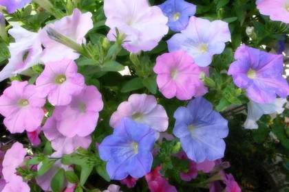 銀座の花屋KT.Flowerのギフト　ペチュニア