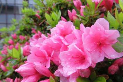 銀座の花屋KT.Flowerのギフト　サツキ