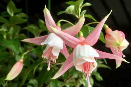銀座の花屋KT.Flowerのギフト　フクシア