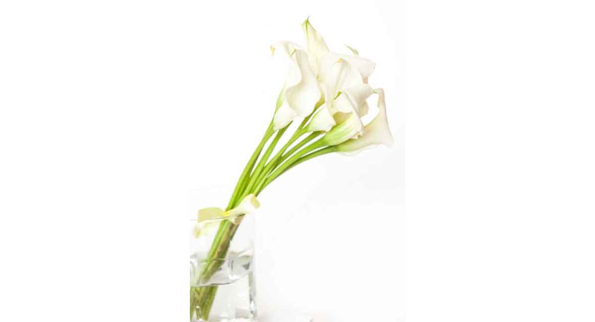 銀座の花屋KT.Flowerのギフト　カラー