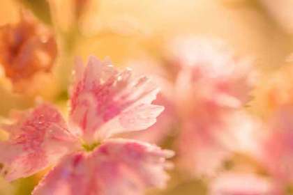 銀座の花屋KT.Flowerのギフト　ナデシコ