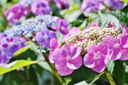 銀座の花屋KT.Flowerのギフト　ガクアジサイ