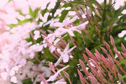 銀座の花屋KT.Flowerのギフト　ジャスミン