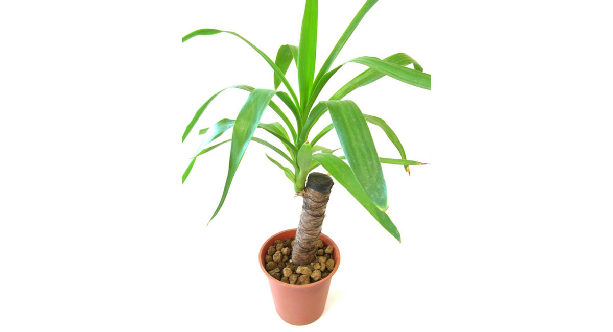 銀座の花屋KT.Flowerのギフト　ユッカ