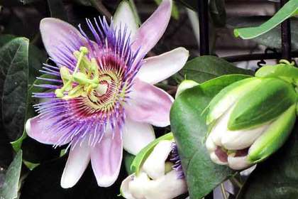 銀座の花屋KT.Flowerのギフト　トケイソウ