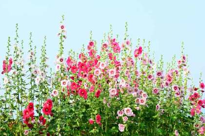 銀座の花屋KT.Flowerのギフト　タチアオイ