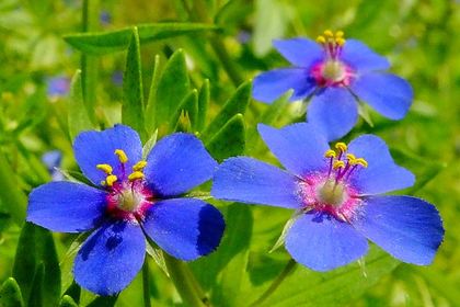 銀座の花屋KT.Flowerのギフト　ルリハコベ