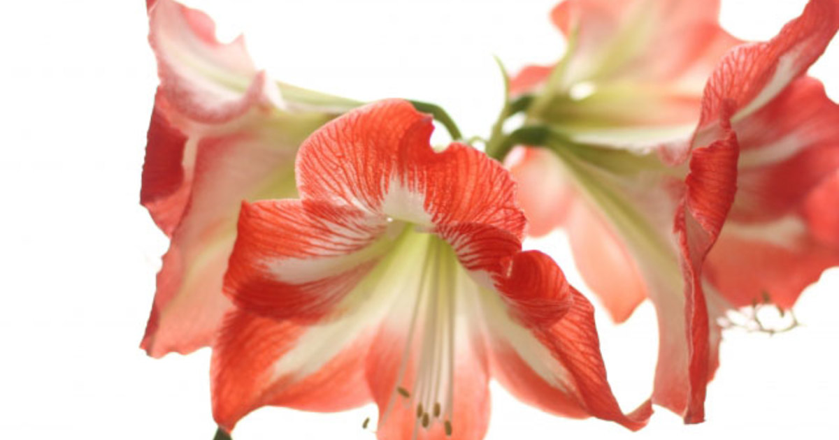 明日の花言葉 6月21日 銀座の花屋kt Flower 銀座の花屋のkt Flowerのブログをご覧下さい