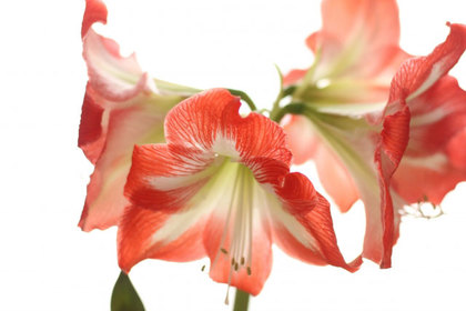 銀座の花屋KT.Flowerのギフト　アマリリス