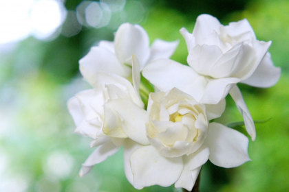 銀座の花屋KT.Flowerのギフト　クチナシ