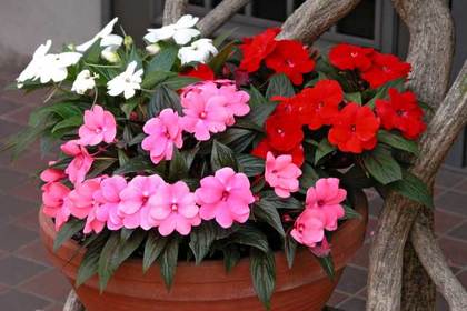 銀座の花屋KT.Flowerのギフト　インパチェンス