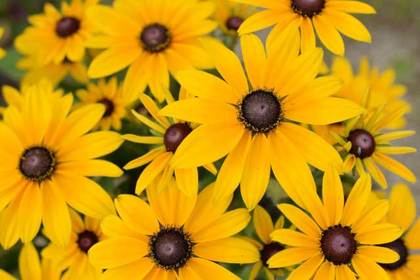 銀座の花屋KT.Flowerのギフト　ルドベキア
