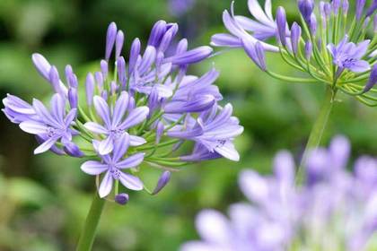 銀座の花屋KT.Flowerのギフト　アガパンサス