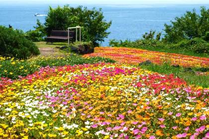 銀座の花屋KT.Flowerのギフト　花言葉　誕生花　マツバボタン