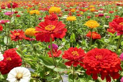 銀座の花屋KT.Flowerのギフト　花言葉　誕生花　ジニア