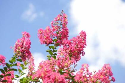 銀座の花屋KT.Flowerのギフト　花言葉　誕生花　サルスベリ