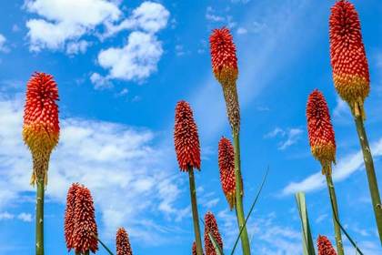 銀座の花屋KT.Flowerのギフト　花言葉　誕生花　トリトマ